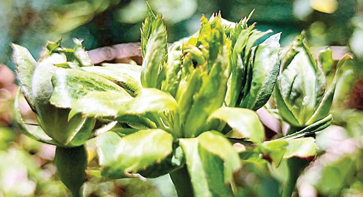 குன்னூர் சிம்ஸ் பூங்காவில் பூத்துக் குலுங்கும் பச்சை ரோஜா | green rose blooming in Sims Park, Coonoor