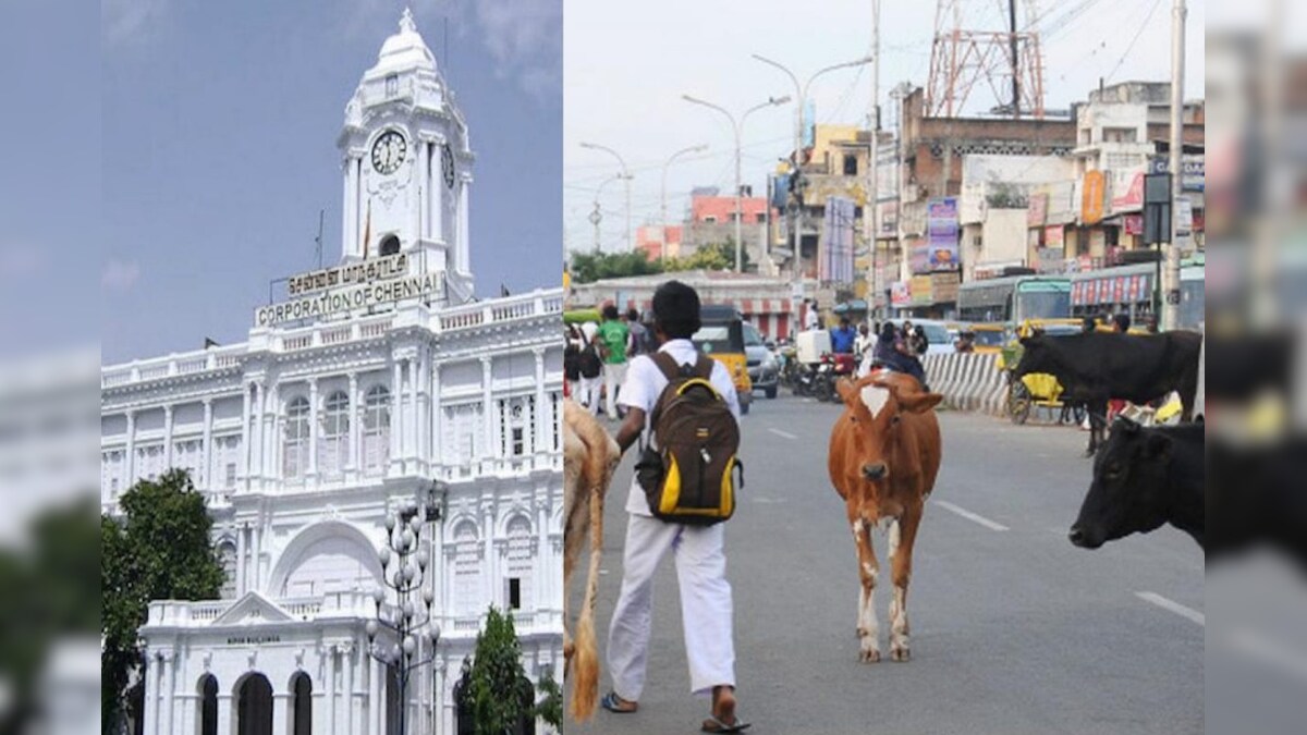 மாடுகள் சுற்றித் திரிந்சாலையில் மாடுகள் திரிந்தால் இரு மடங்கு அபராதம்