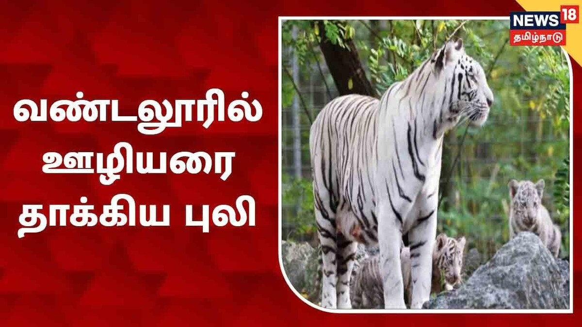 வண்டலூர் உயிரியல் பூங்காவில் வெள்ளைப் புலி தாக்கி ஊழியர் படுகாயம்