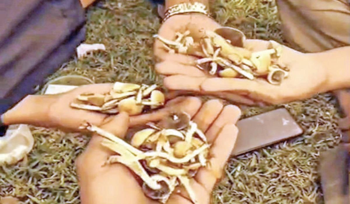 ‘மேஜிக் மஷ்ரூம்’ எனும் போதை காளானால் அடையாளத்தை இழக்கும் கொடைக்கானல் – பின்னணி என்ன? | Kodaikanal is losing its identity because of magic mushrooms drugs explained