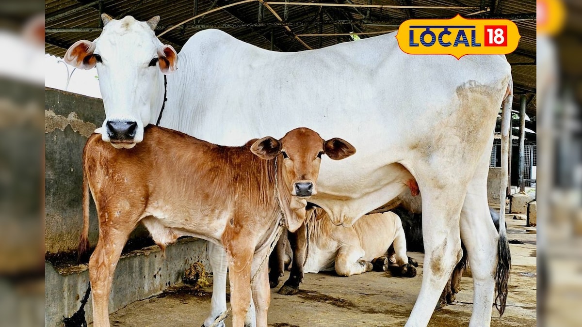 கால்நடை பராமரிப்பில் கடினமான மழைக்காலம்… இந்த விஷயங்களில் கவனம் செலுத்தினால் ஈஸியா சமாளிக்கலாம்… | தமிழ்நாடு