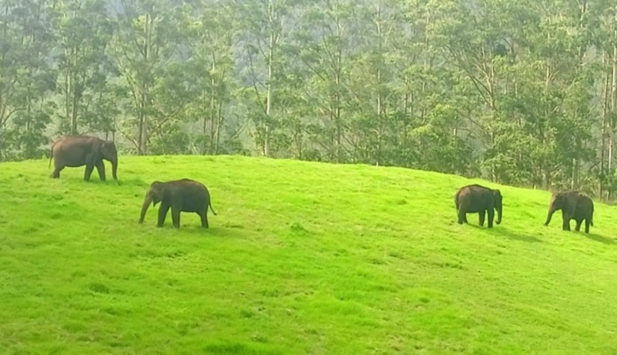 மூணாறில் புல் மேட்டில் முகாமிட்ட யானைக் கூட்டம்: கண்டு ரசித்த சுற்றுலா பயணிகள் | Elephant Herd Migrated from the Forest on Munnar