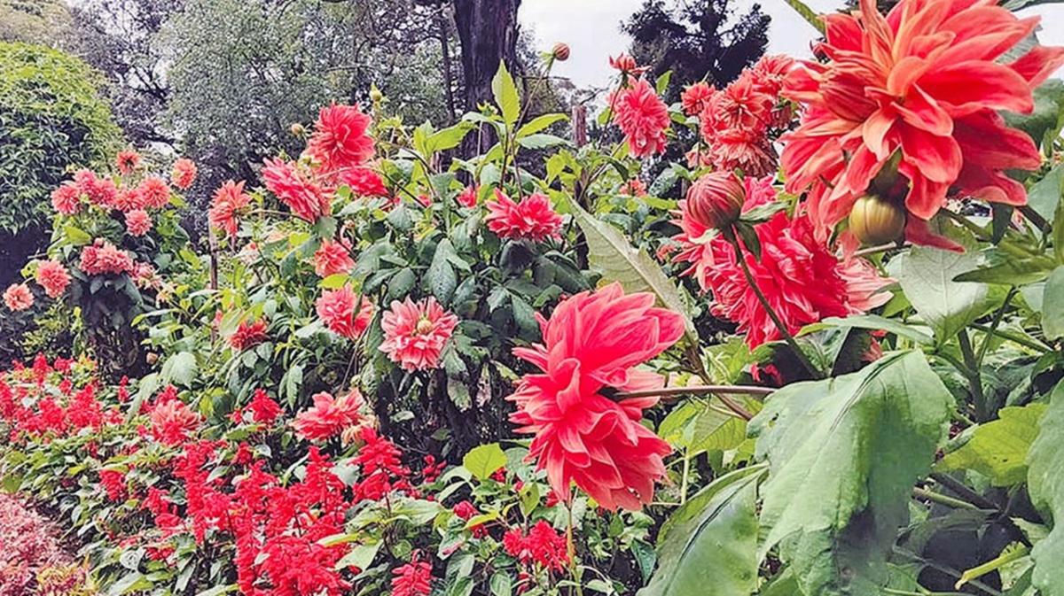 குன்னூர் சிம்ஸ் பூங்காவில் பூத்துக் குலுங்கும் மலர்கள்! | Flowers Blossom at Coonoor Sims Park