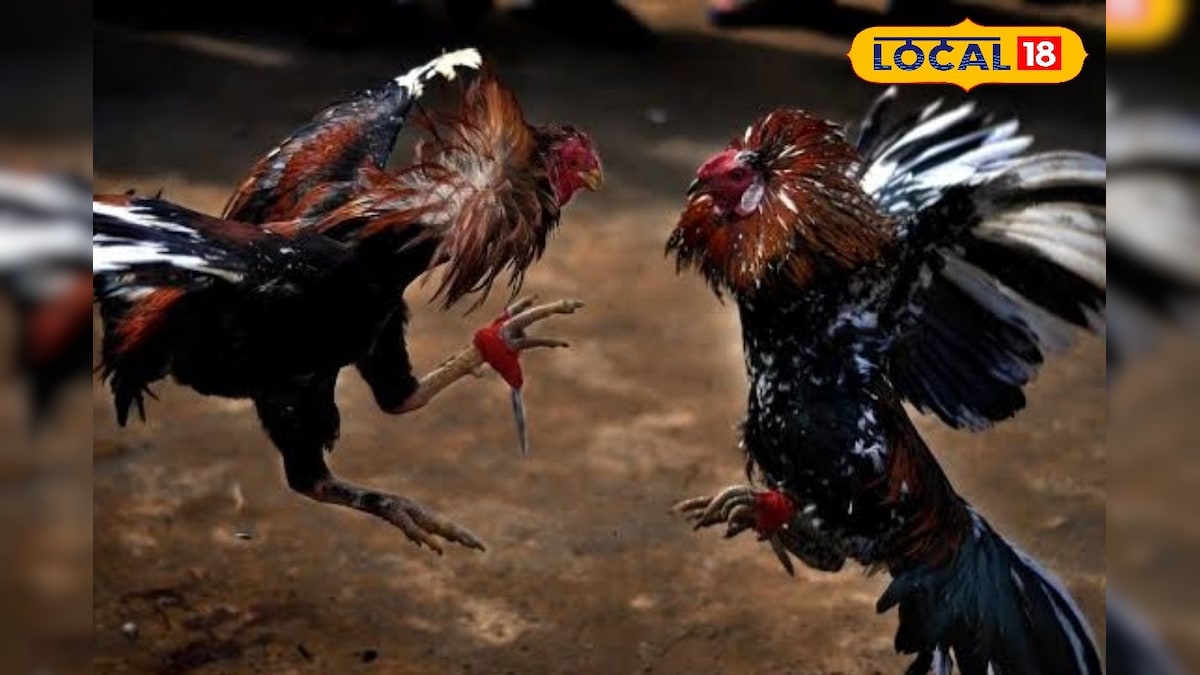 சேவல் சண்டை… ஒரே போட்டியில் உரிமையாளர்களை லட்சாதிபதியாக உயர்த்தும் சேவல்கள் !